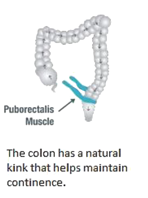 العضلة العانية المستقيمية 